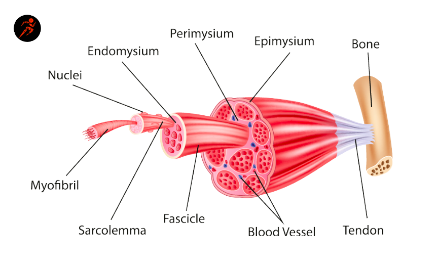 Definition of muscle fiber