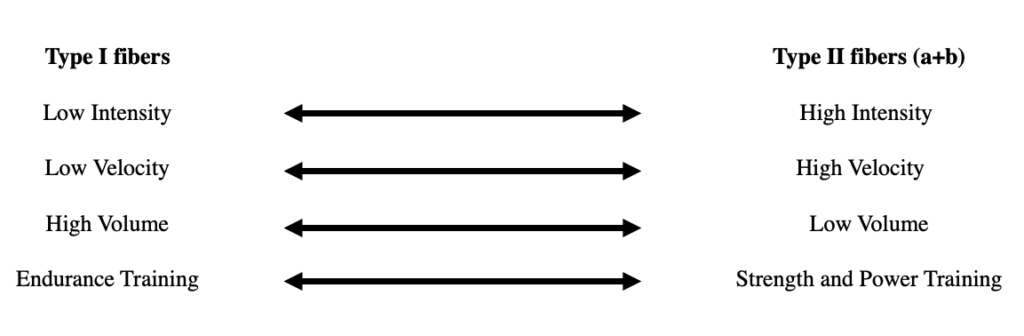 Type IIa Muscle Fibers: Training for Explosiveness