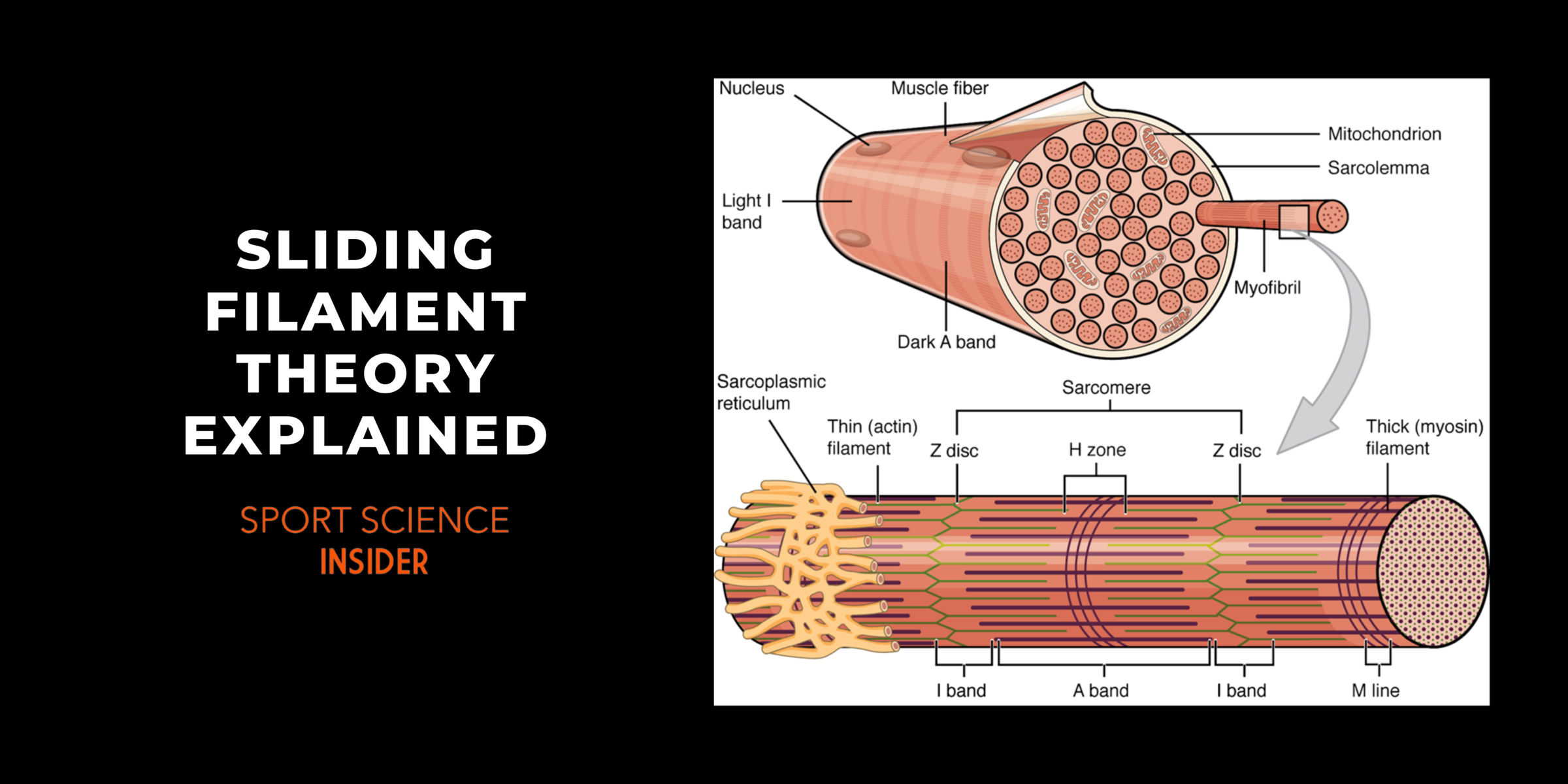 Sliding Filament Theory & Steps Explained Sport Science Insider