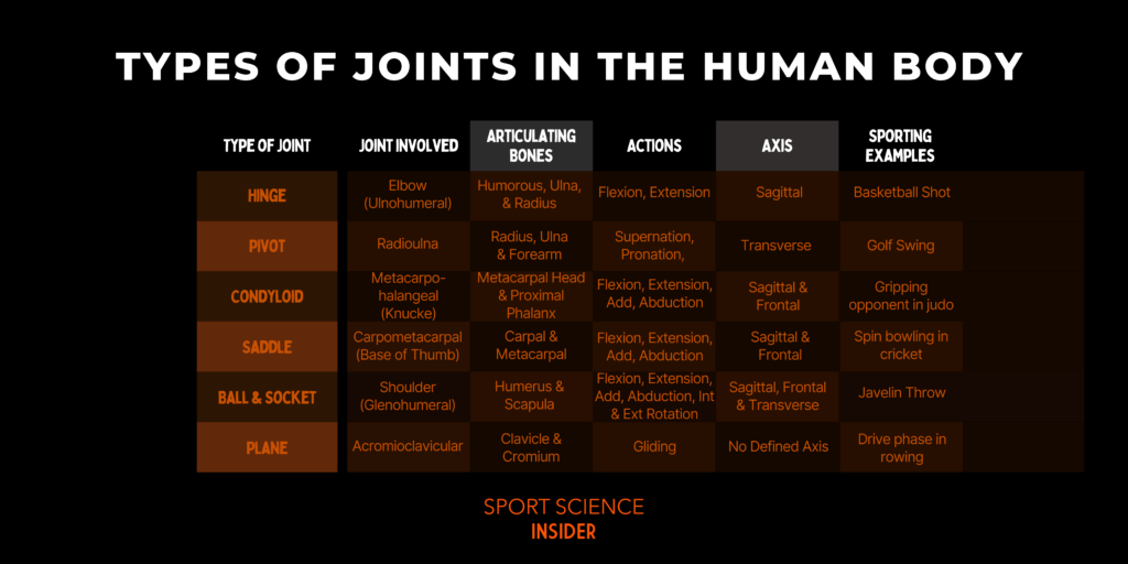 Types of joints in the human body
