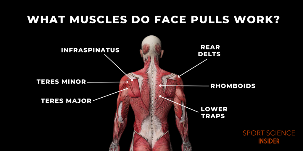 What muscles do face pulls work?