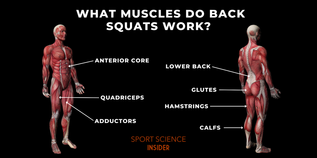 Labelled image of the muscles worked during back squats
