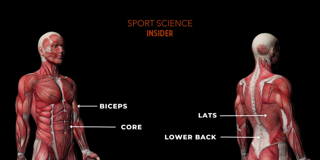 Labelled diagram of muscles worked during lat pull downs vs pull ups