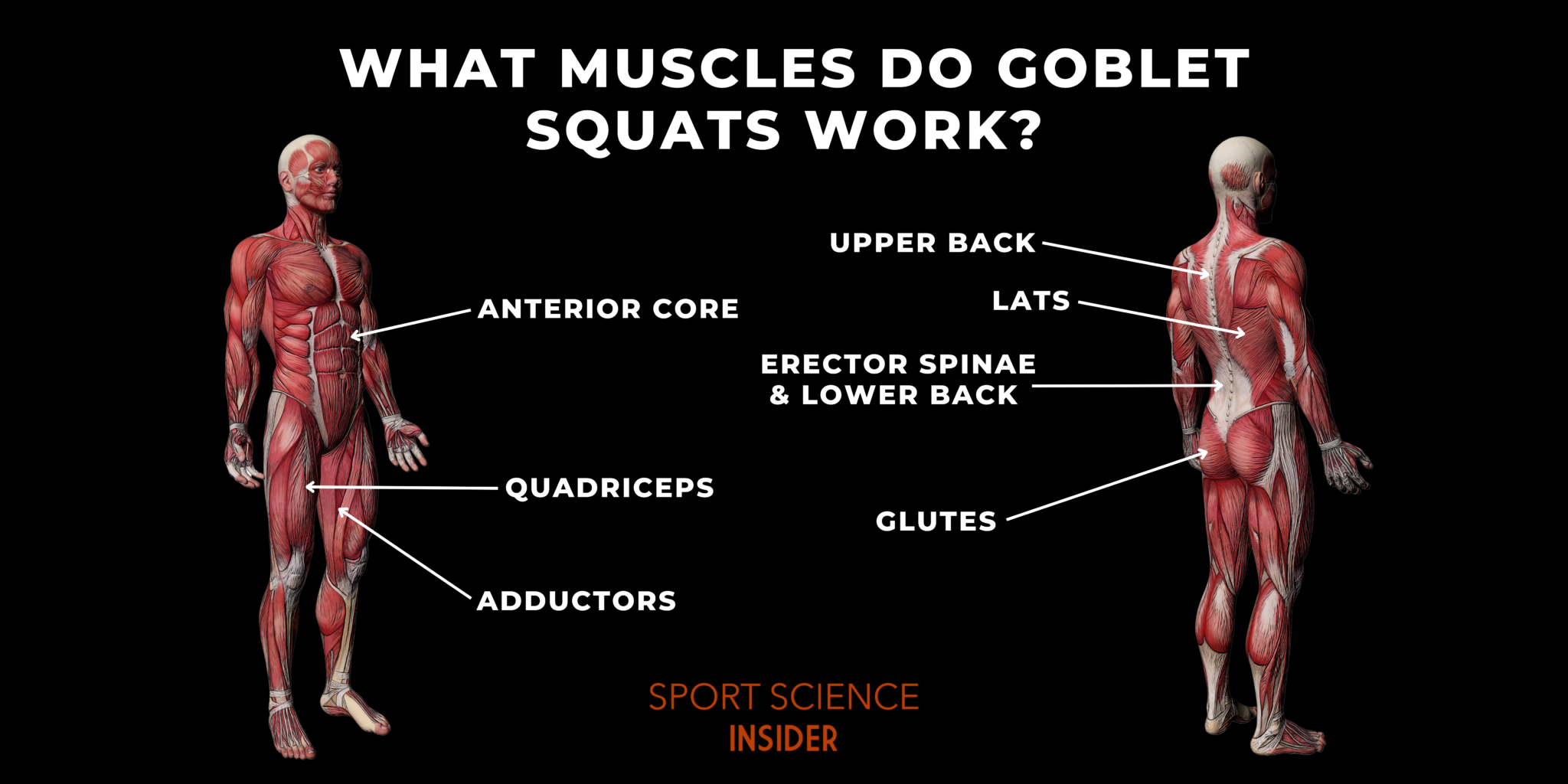 What Muscles Do Goblet Squats Work? Sport Science Insider