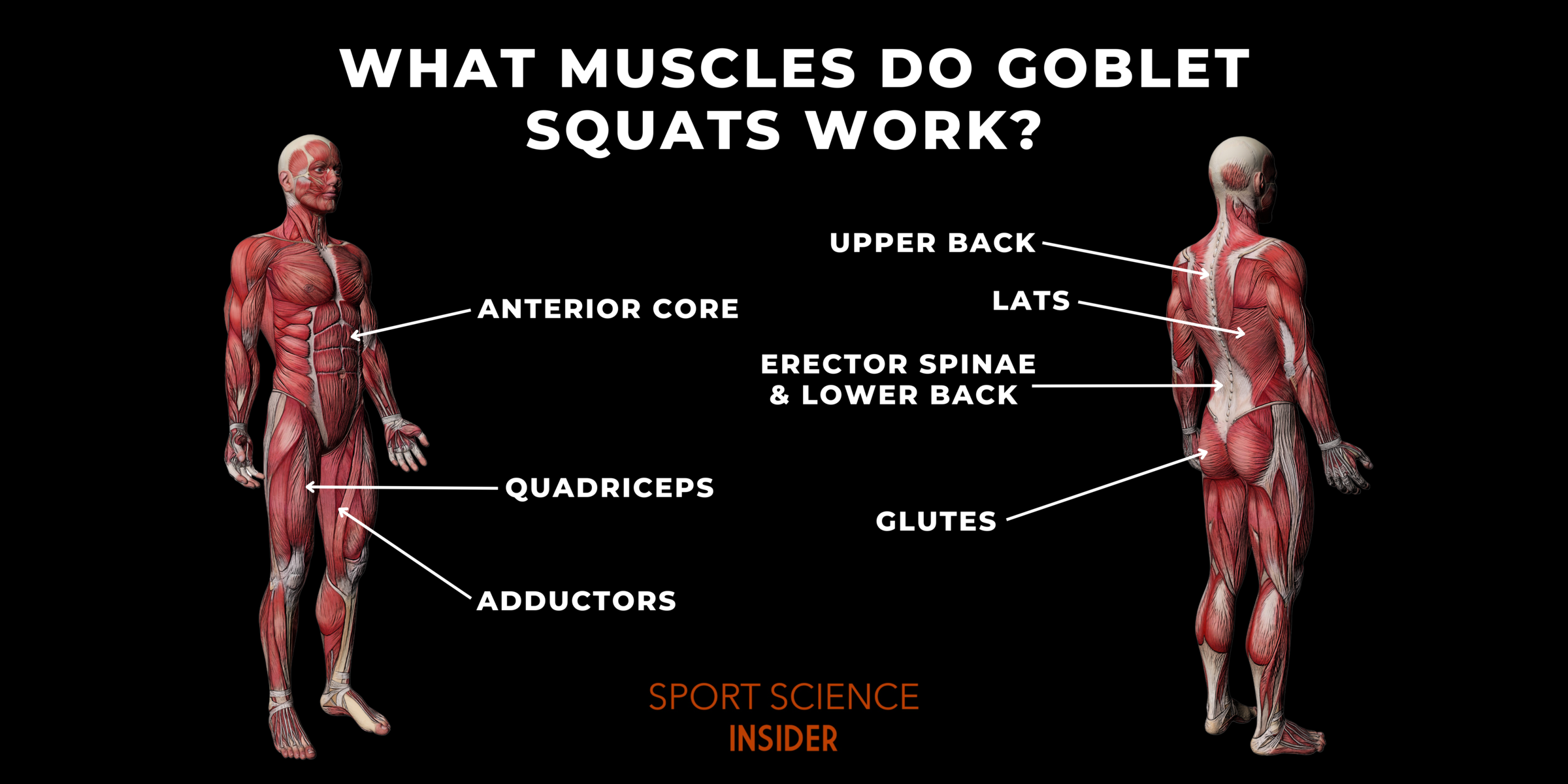 Labelled image of what muscles goblet squats work