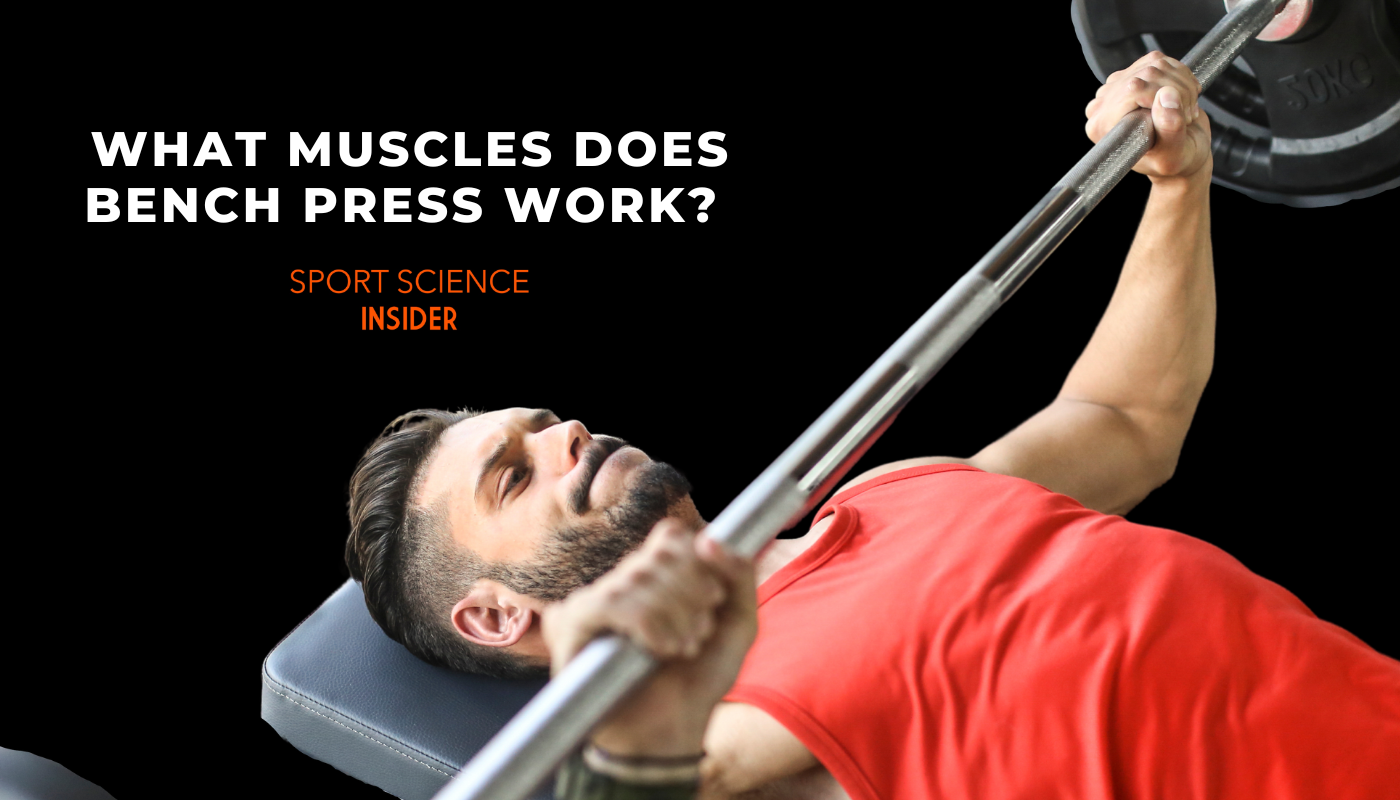 What muscles does bench press work?