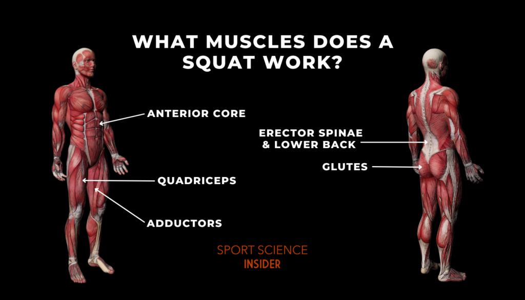 Squats: Muscles Worked and Benefits Explained