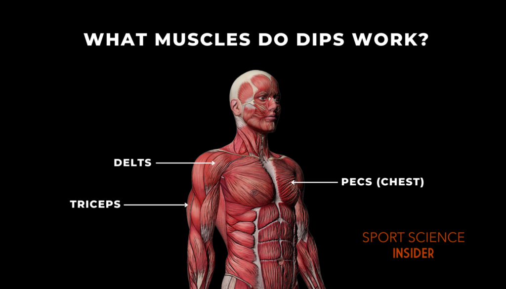 Labelled diagram of the muscles worked during dips