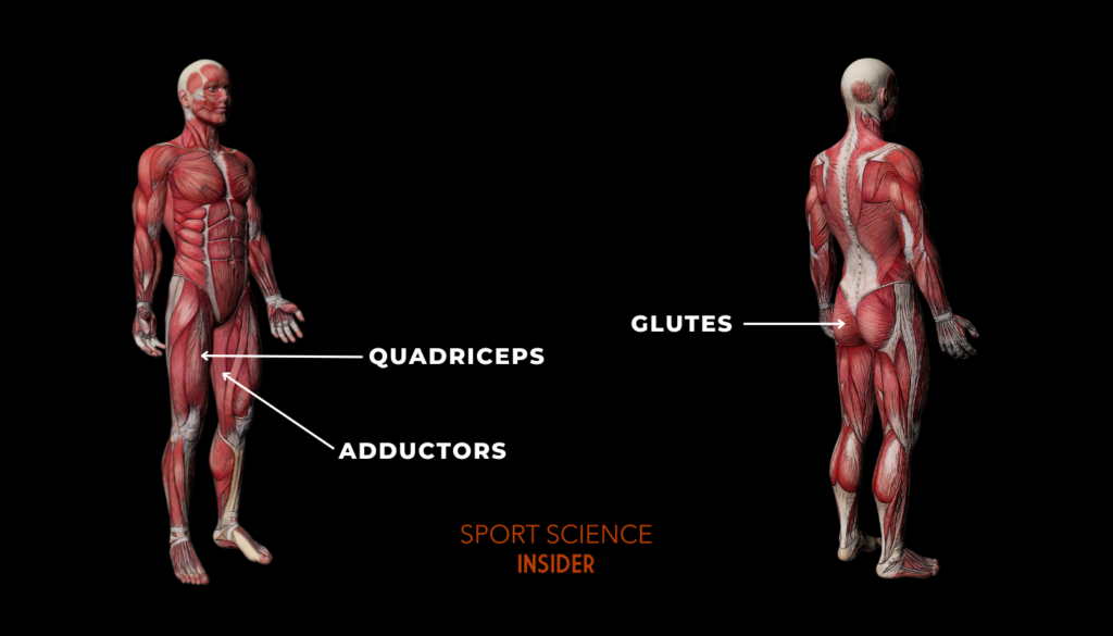 Labelled diagram of the muscles worked during leg press